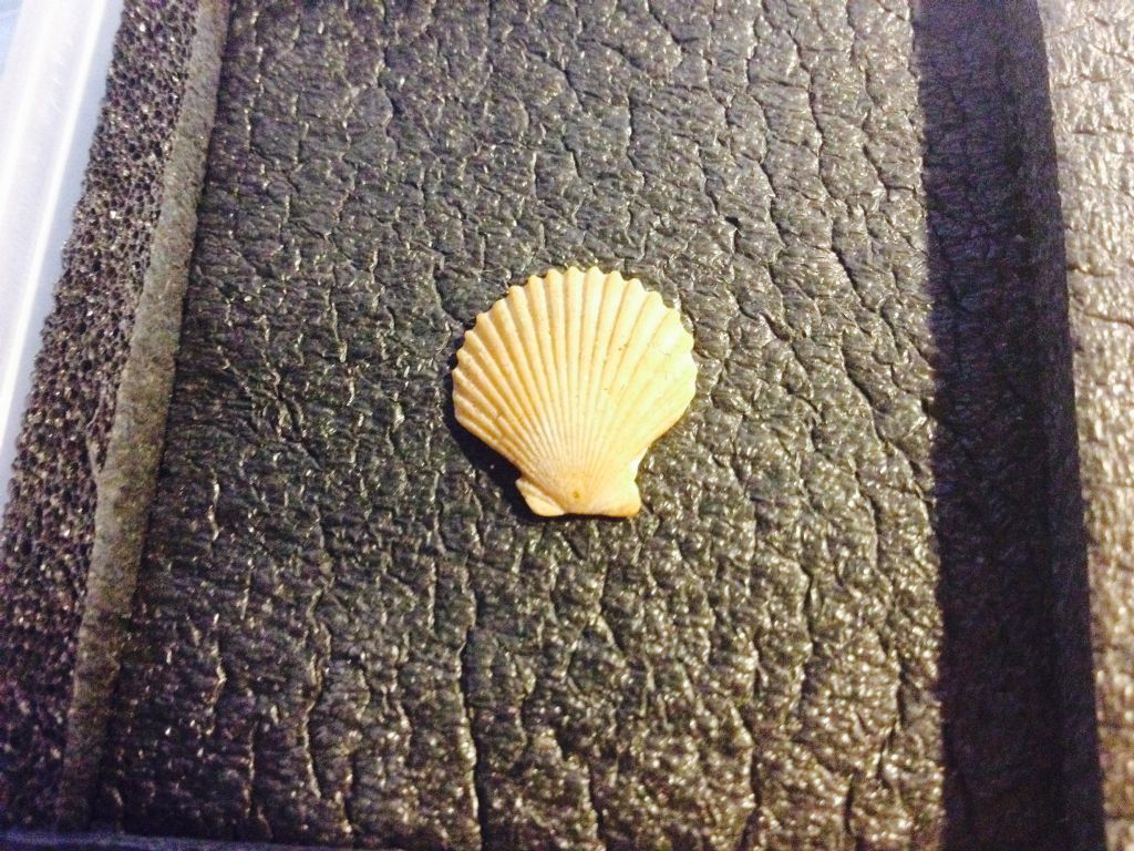 Bivalvi da determinare